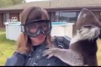 Koala prank