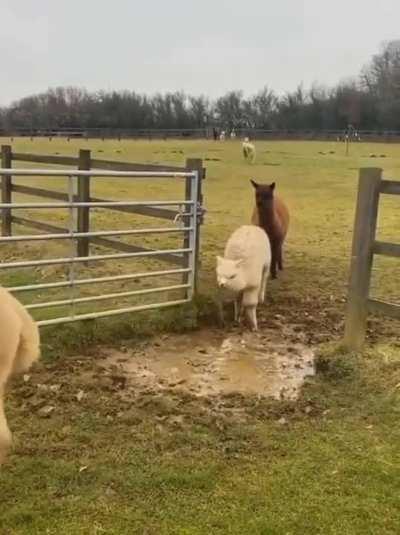 Alpacas jumping a puddle... wait for the swagger and style the last guy brought to the party!