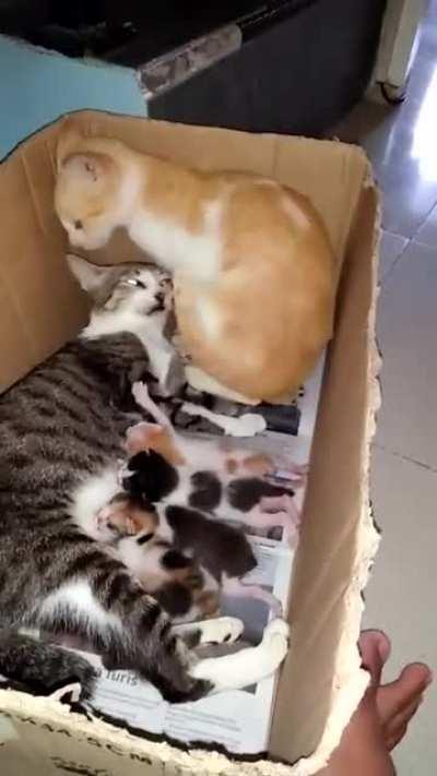 cat family