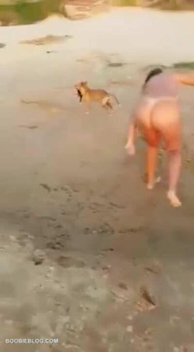 The argument could be made that the dog was helping