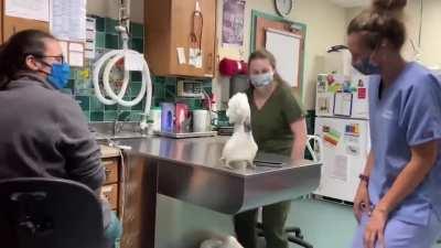 Sydney the male cockatoo having a blast at the vets
