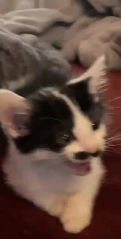 Fighting for the spotlight