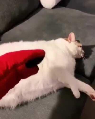 Thou shalt not threaten the Chonky One.