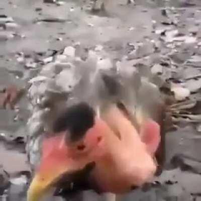 o que vocês acham desse corte do pimki blaindes, jecas?