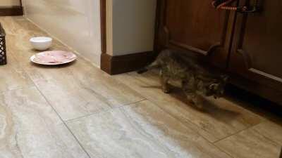 Rescued this little kitten from the engine of my car. All safe and sound, adopted her to a new home pretty quick. Impressively loud for such a tiny kitten.