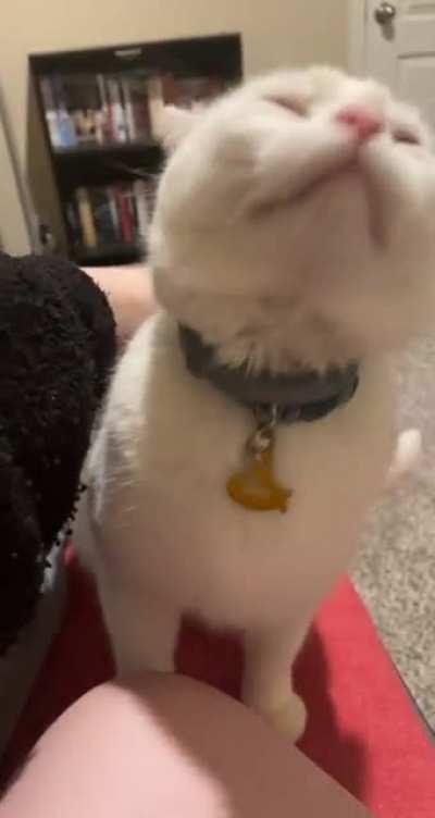 My deaf rescue, Haku has got a set of lungs on him