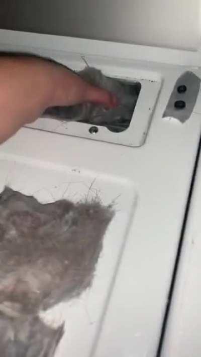 Forbidden Cotton candy