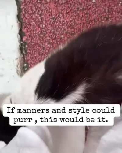 today’s daily dose of kitty joy 🐱✨ just saw this video and knew it really fits here