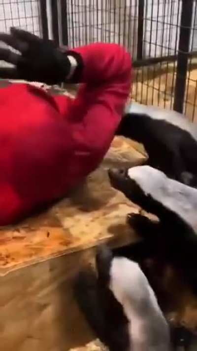 mAn FeD aLiVe to HoNeYbAdGeRs AnD tOrN tO sHrEdS