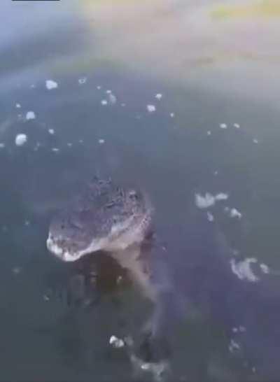 Crocodile changes his mind about his next meal.