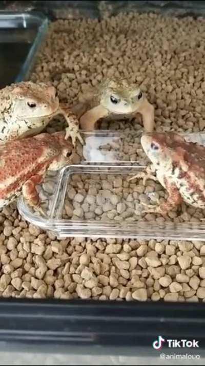 iNcoNSIDERate JeRK eaTs aLL thE foOD