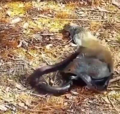 Squirrel fighting a snake to save another squirrel?