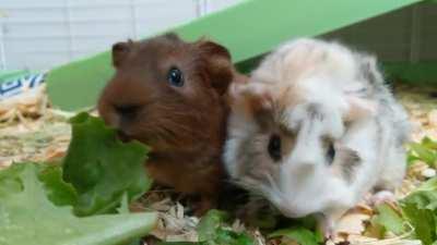 My Pigs Enjoying Some Yummy Breakfast