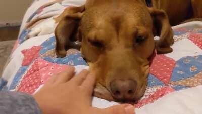 My dog Benny being very patient after his bath.