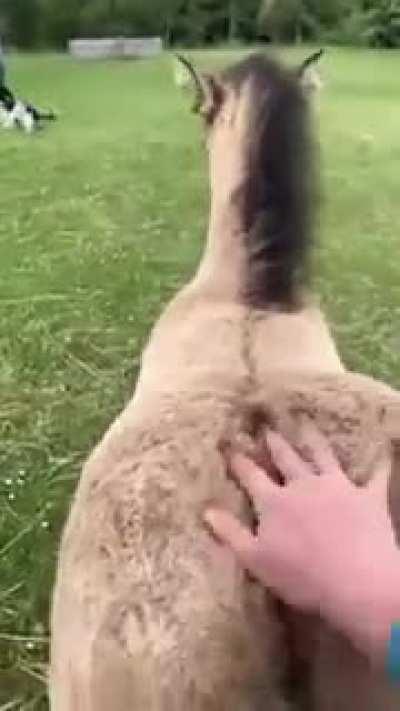 Back dat ass up. Get it , huh huh do ya get it. Ok I’ll see myself out