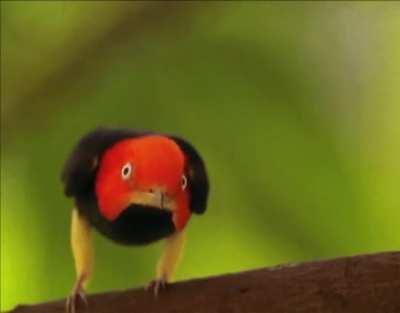 The red-capped manakin's courting method involves it shuffling rapidly backwards across a branch, akin to a speedy moonwalk.