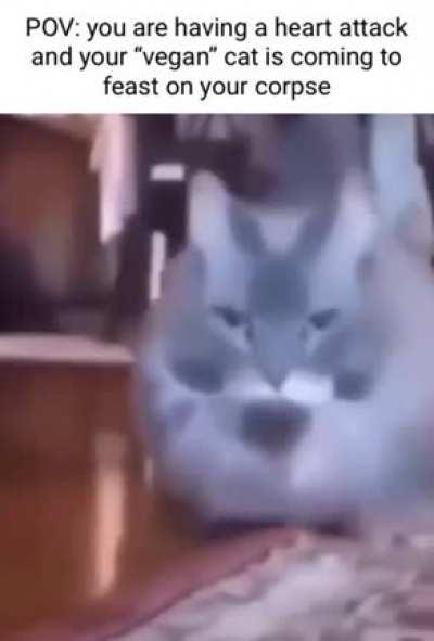 En mi humilde opinión: mientras más tonto sea el nombre de un gato más violento será