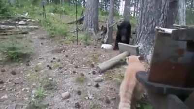 Bear dies in fear after cat bullies him!