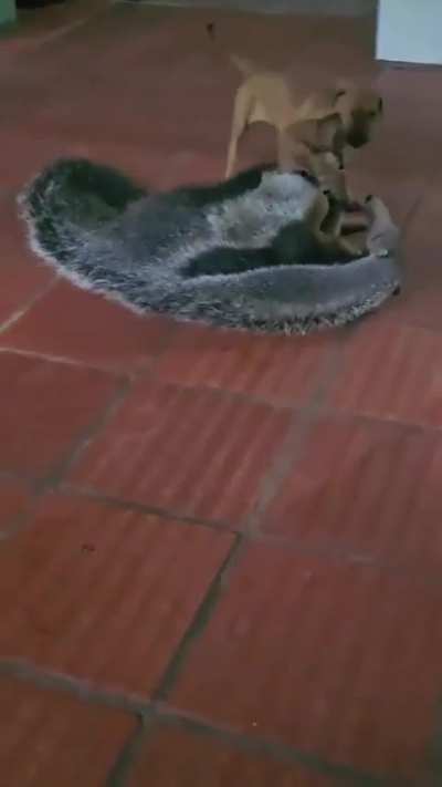 Play time with the puppy's