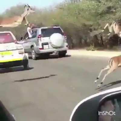 Impalas escaping from leopards.