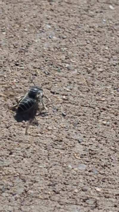 What is this bee doing?