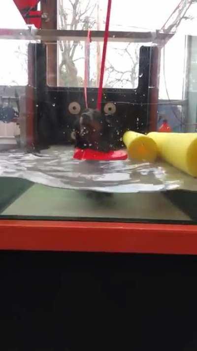 Moose doing water treadmill therapy for his IVDD