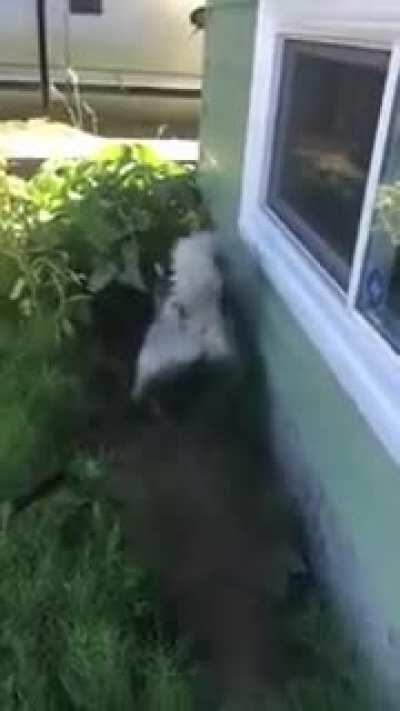 Husky don't want to be clean