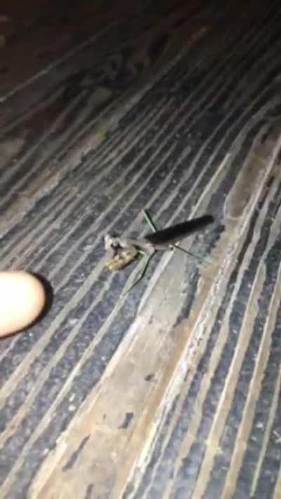Saw the earlier praying mantis post and it reminded me of this video I took one time