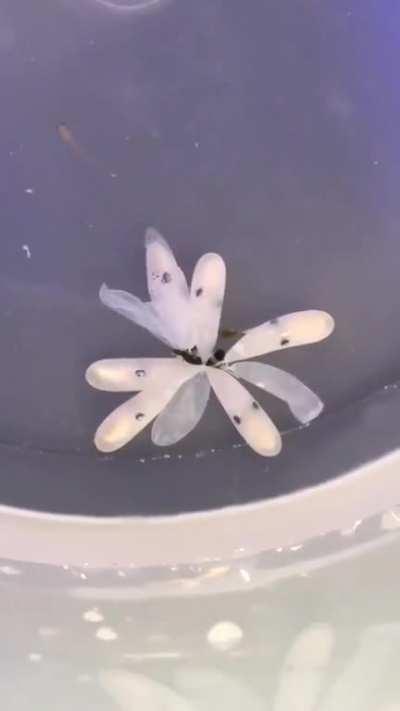 Hatching of octopus egg