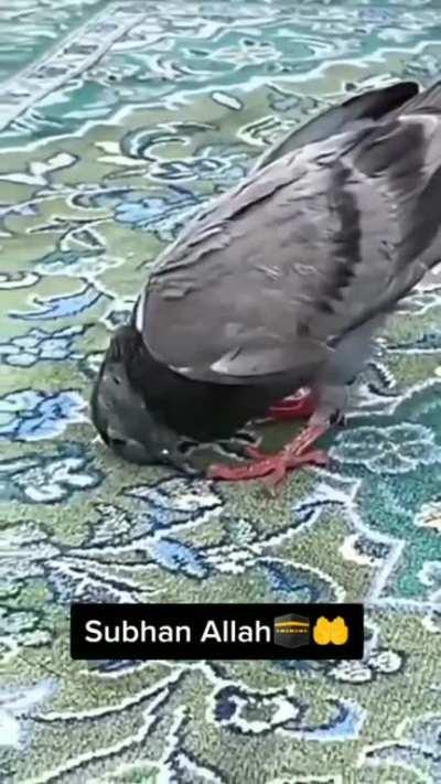 alhamdulillah🤲 azeer prays to Allah🕋🕋he is halal inshallah