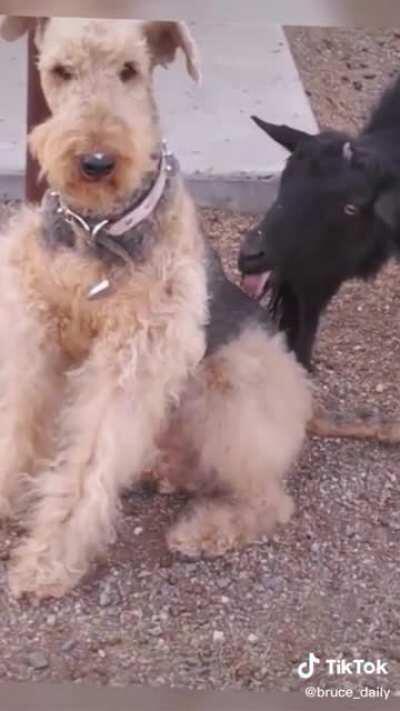 the dog looks so done