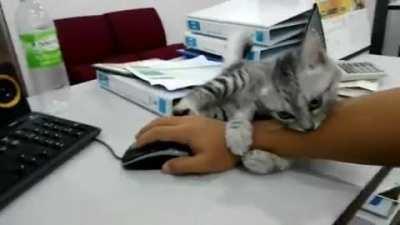 Better get used to working with a cat-arm now