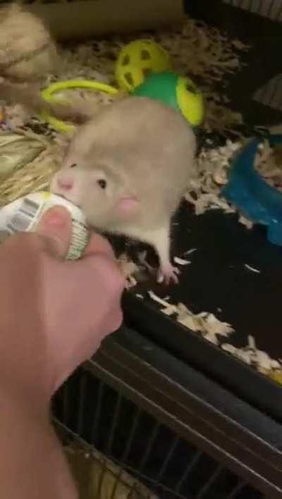 Rat crack is back! ðµâð«ð¤£