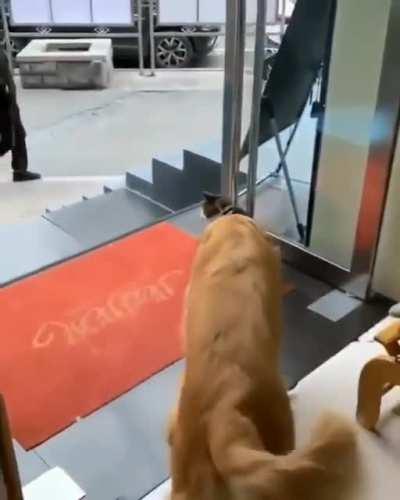 Chinese owner asks his dog to hide because customers is scared of dogs