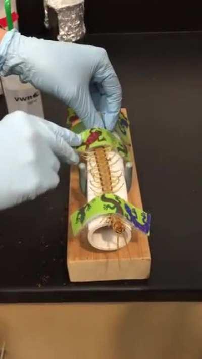 The way they extract the venom of centipedes.
