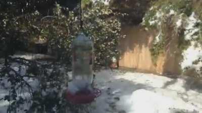 10-hour time-lapse of the trees and bamboo in a yard thawing out after the winter storm