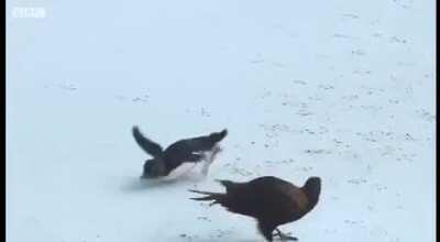 Ducks rescued a penguin that was hunted by falcons.