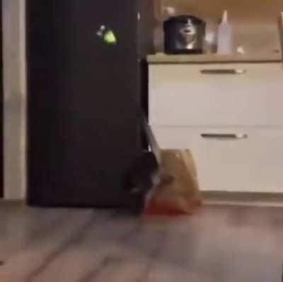 Kiddy is a true freestyler.