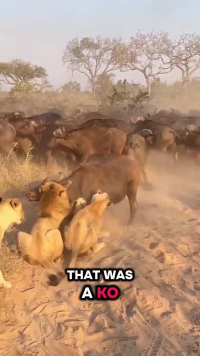 Did you ever witness the KO from a lion to a buffalo? 🥊🦁🐃 Hahahaa! The wild never disappoints