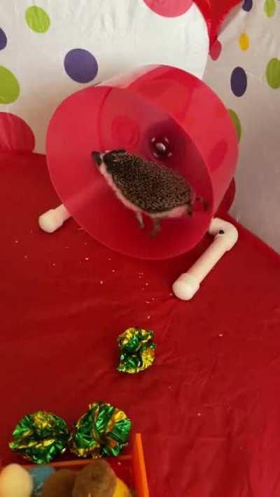 The entertainment of having a hedgie 💩💩