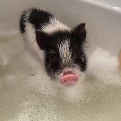 It's bath time for the wee ones at Prissy and Pop's Helping Hooves!