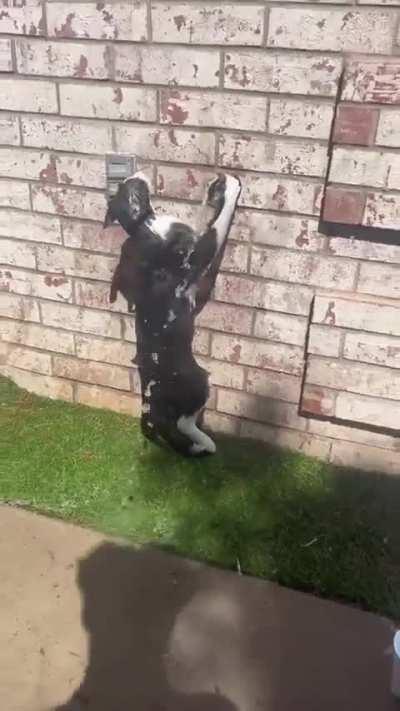 cat disconnected from reality