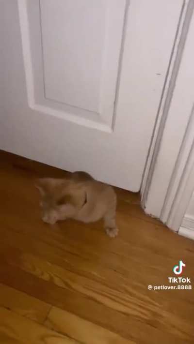 Normal Orange cat activities…