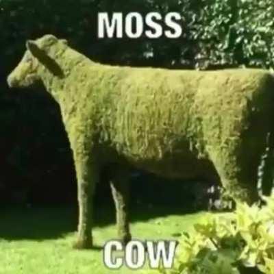 Moss