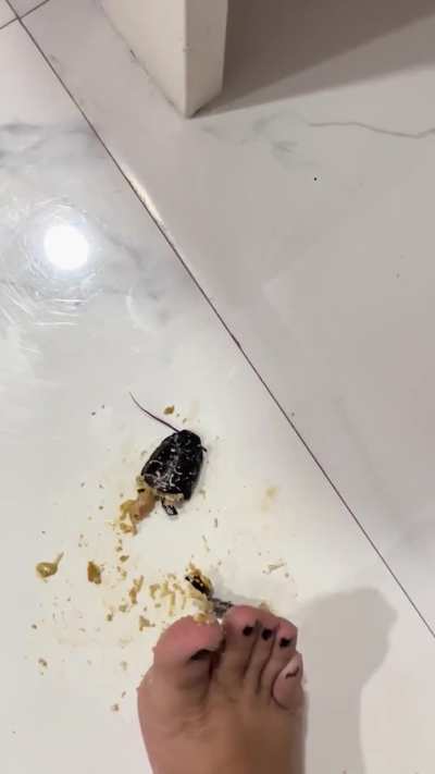 Hissing Roach barefoot crushing