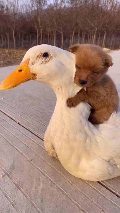 The dog and the white duck are very good friends...