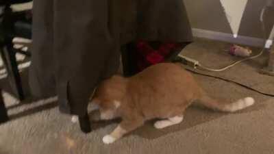 Simba’s nocturnal seance.