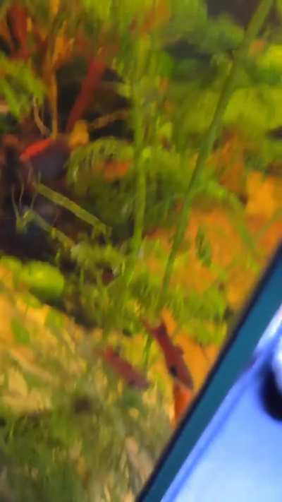 need help identifying these fish