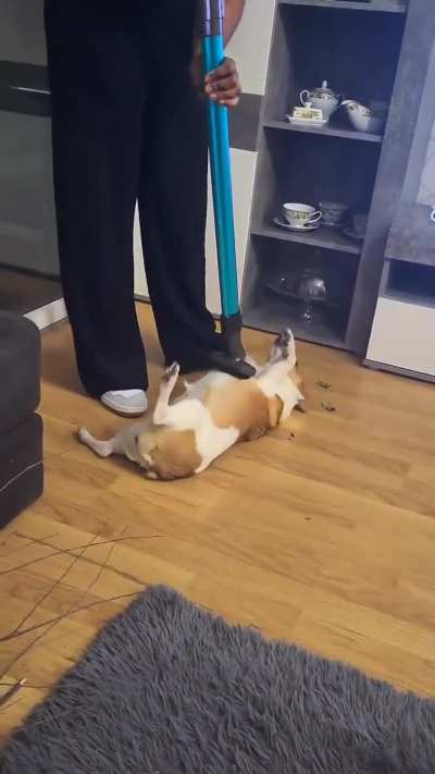 Not all dogs are afraid of the vacuum cleaner