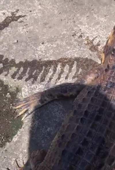 WCGW petting an alligator